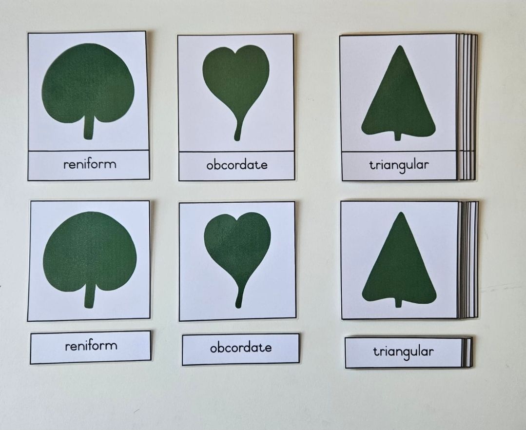 Leaf shapes nomenclature