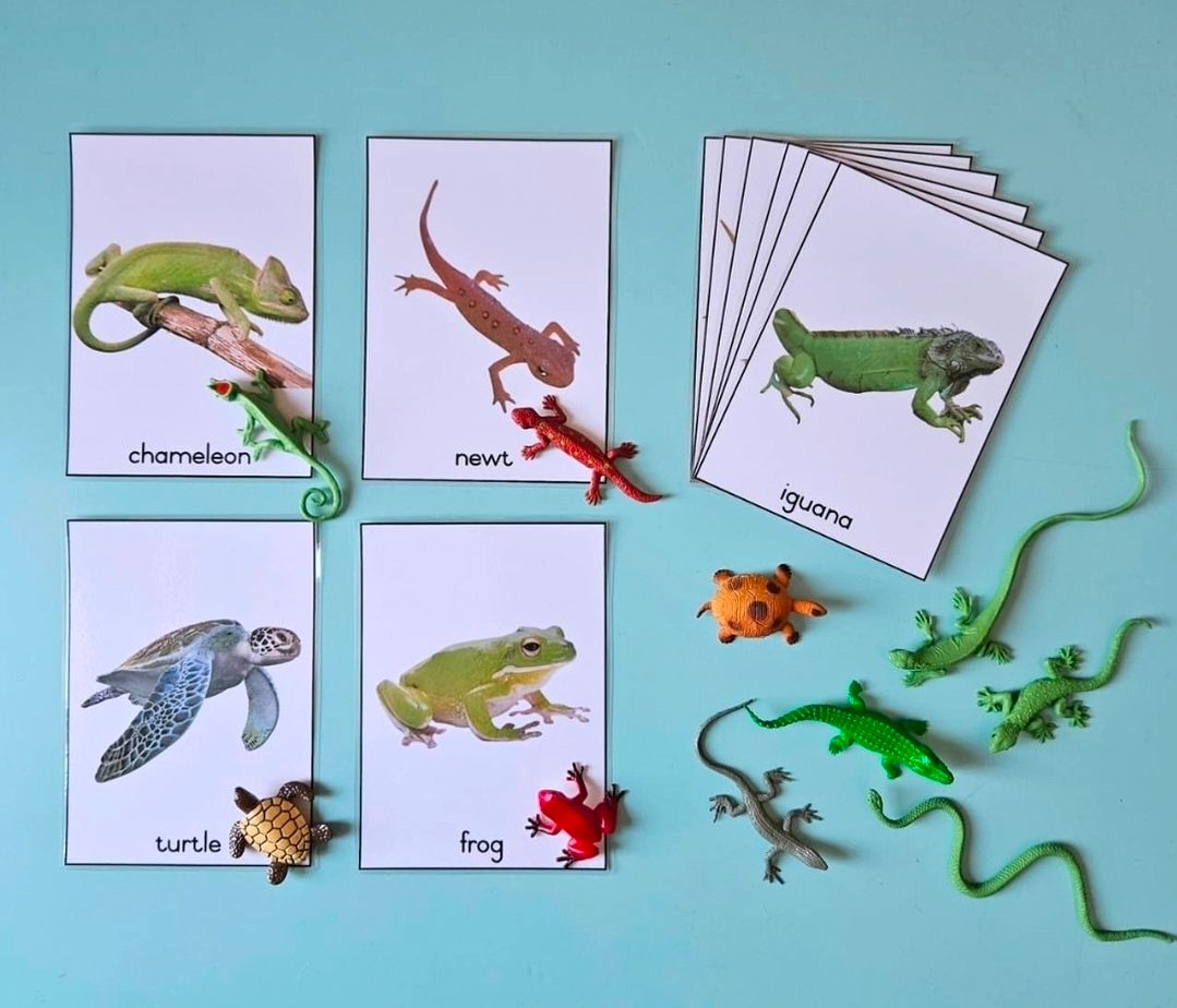 Object - Card Matching Set - Reptiles and Amphibians