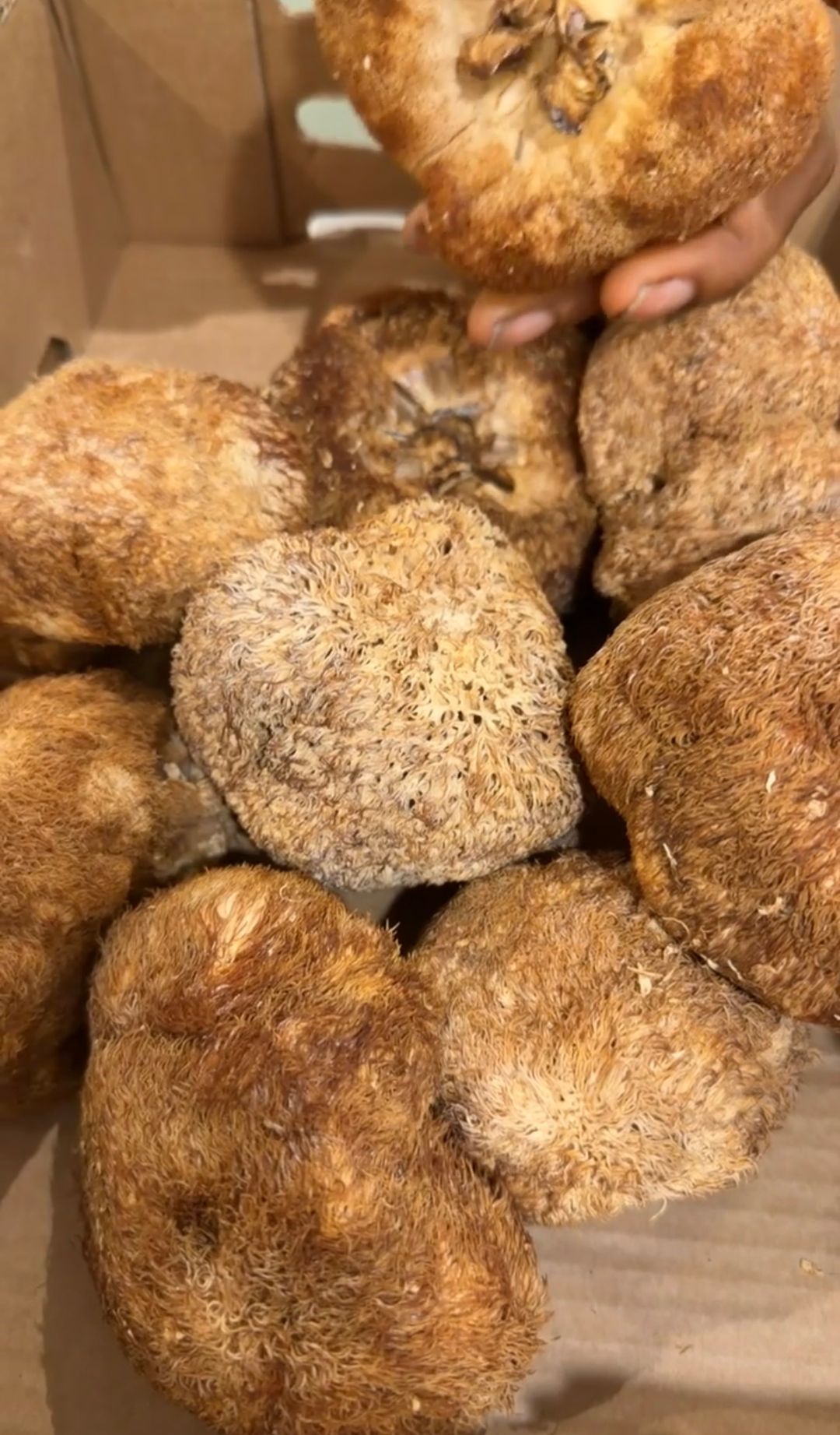 Lion’s mane mushrooms 3pcs