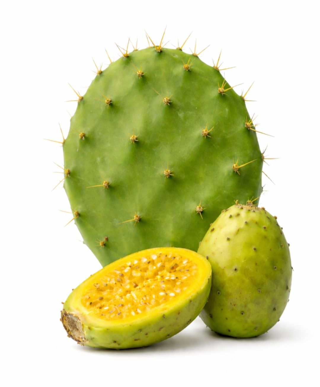 Prickly Pear cutting x 1 