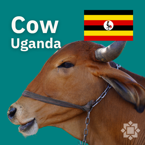 Korban Lembu 🐄 🇺🇬 Uganda