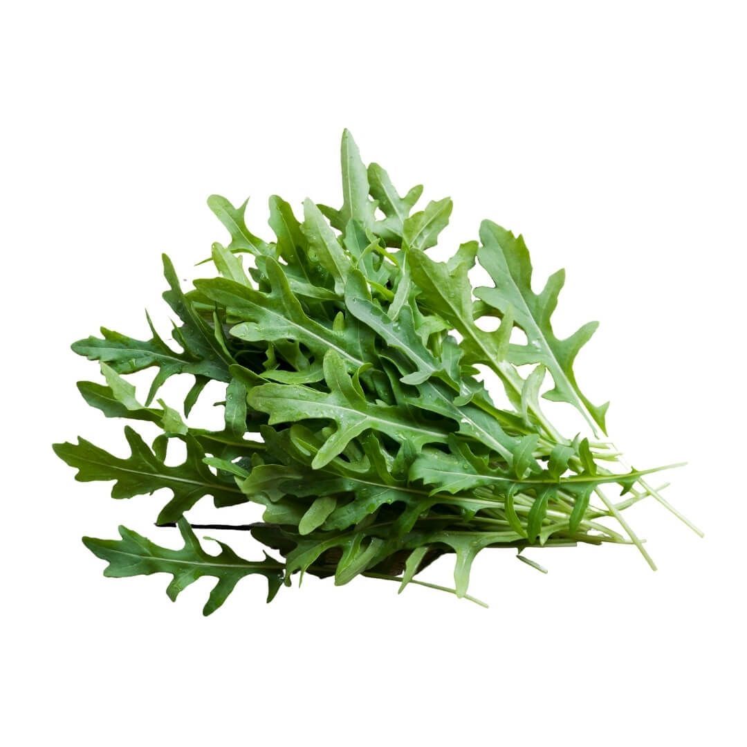 Baby Rocket- Aragula 