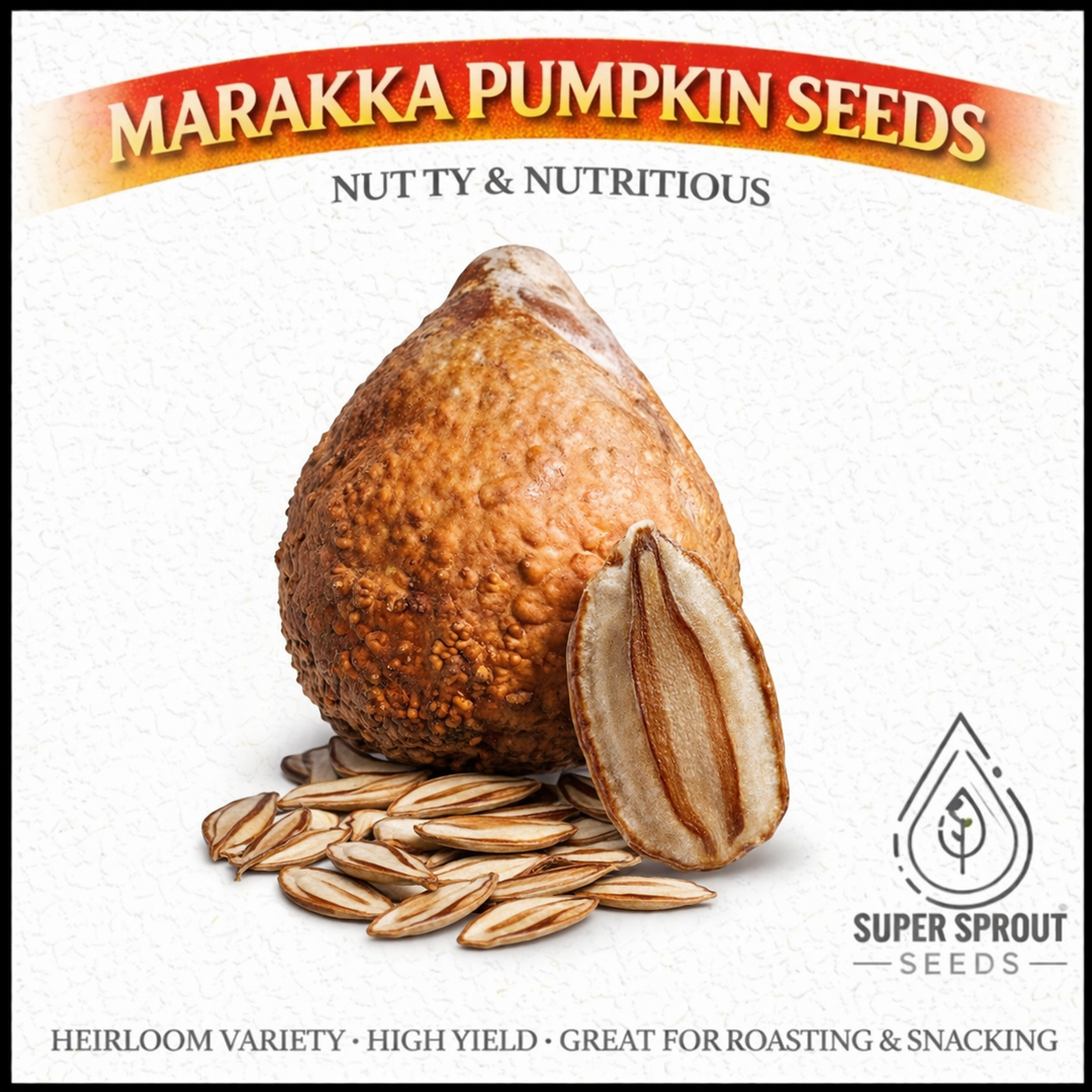 Marakka pumpkin x 5 seeds