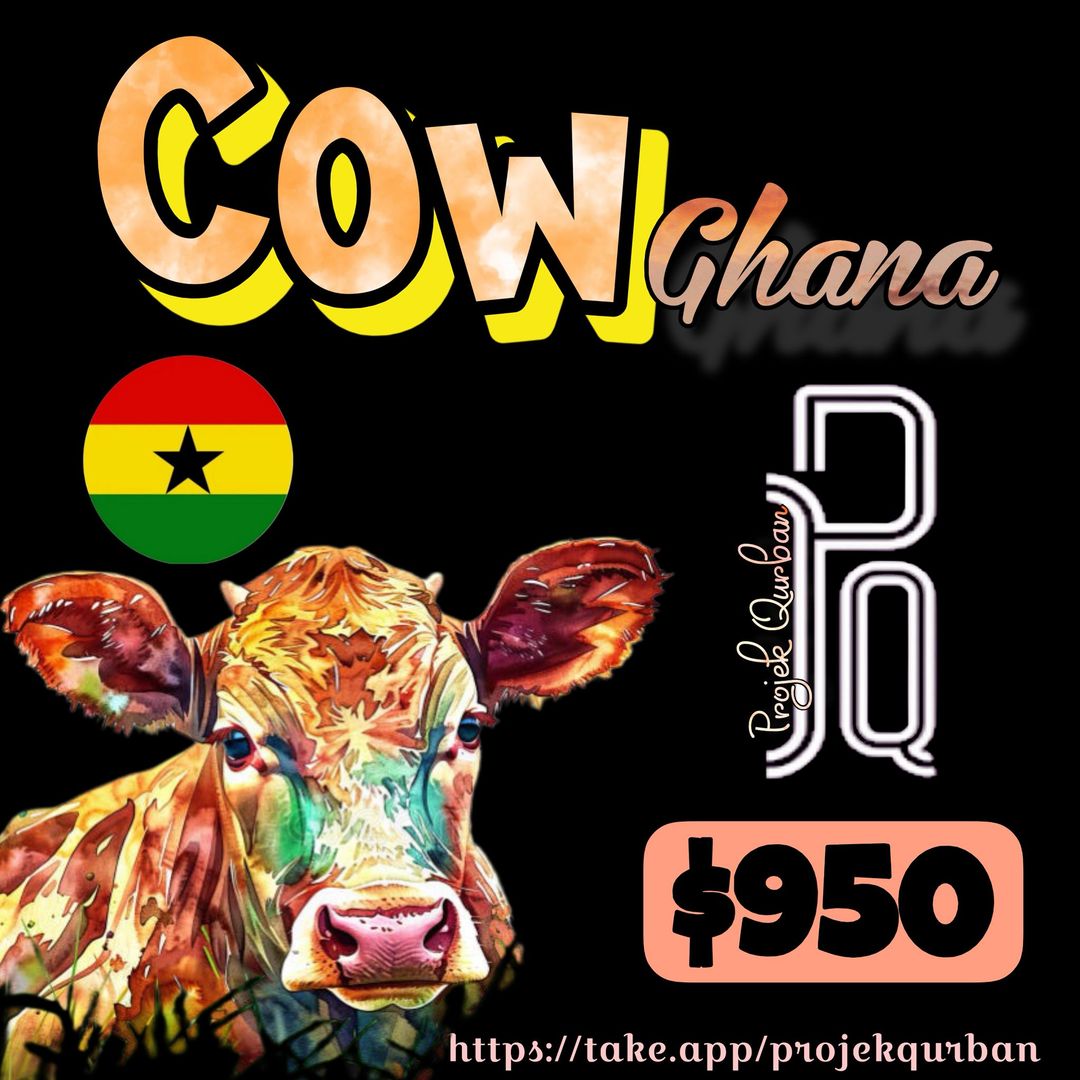 Cow - Ghana