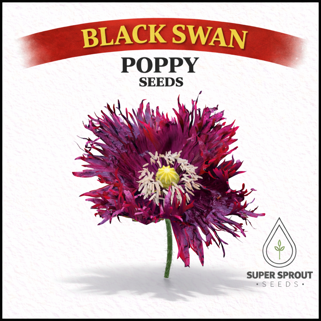 Black Swan poppy x 100 seeds 