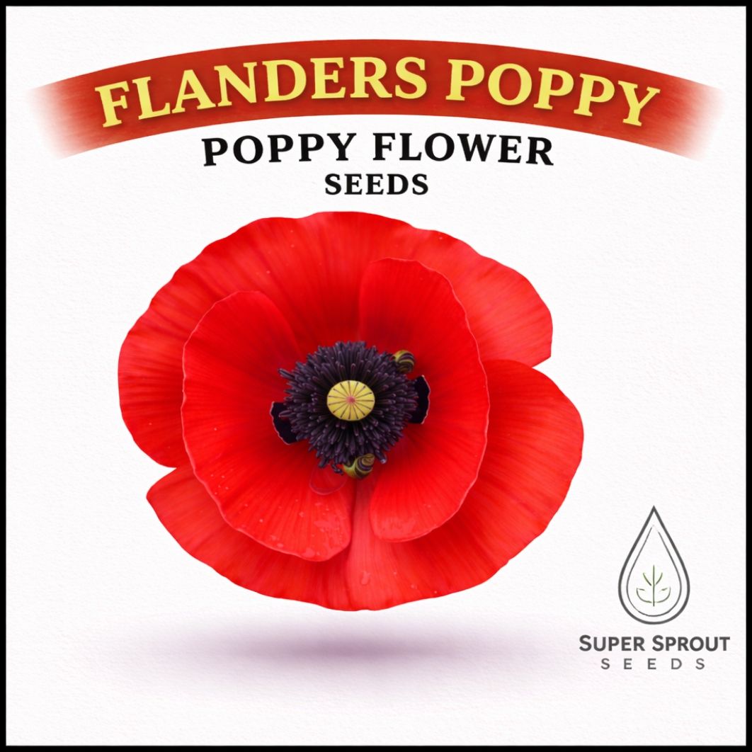 🌸FLANDERS POPPY🌸 x 100+ seeds