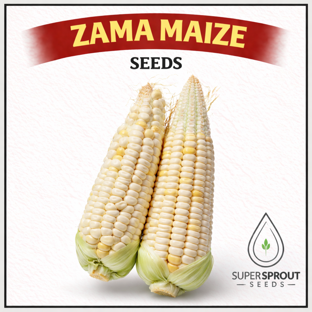 Groenmielie / Zama maize x 25 seeds organic 
