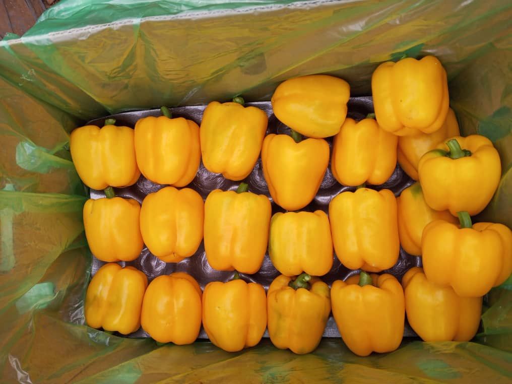 Yellow Bell Pepper