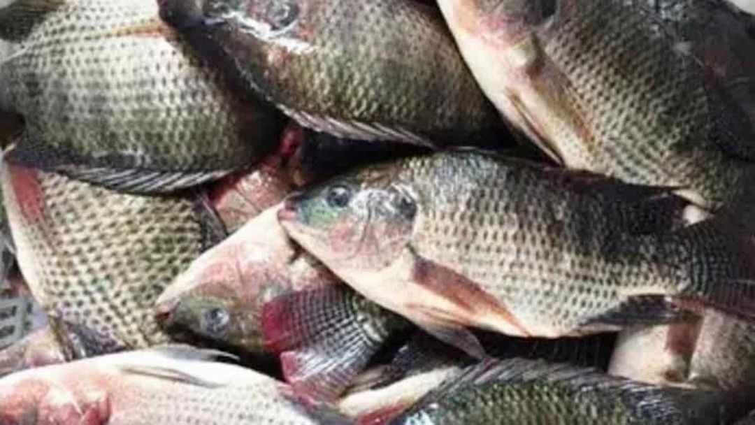 ikan nila hidup fresh