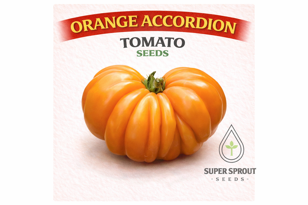 🍅ORANGE ACCORDION TOMATO🍅 x 10 organic seeds