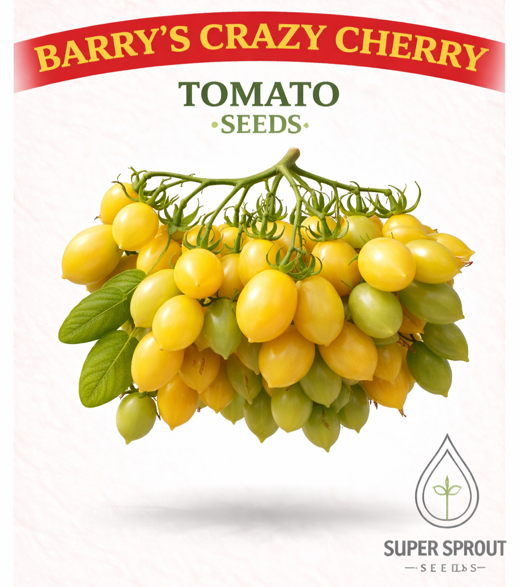 BARRY'S CRAZY CHERRY TOMATO x 15 organic seeds