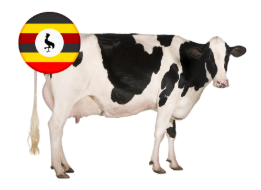Uganda Cow