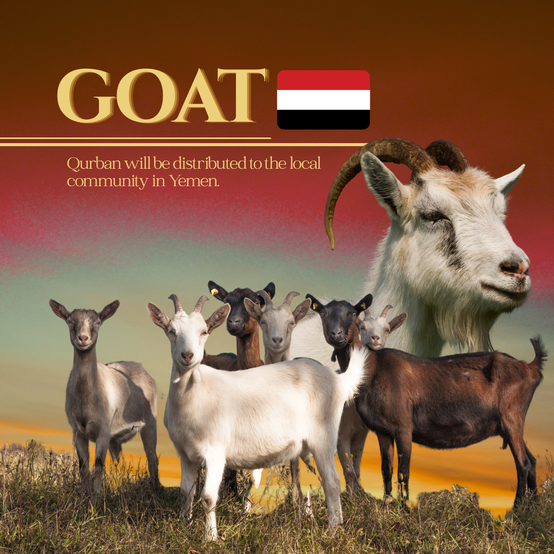 GOAT (YEMEN)