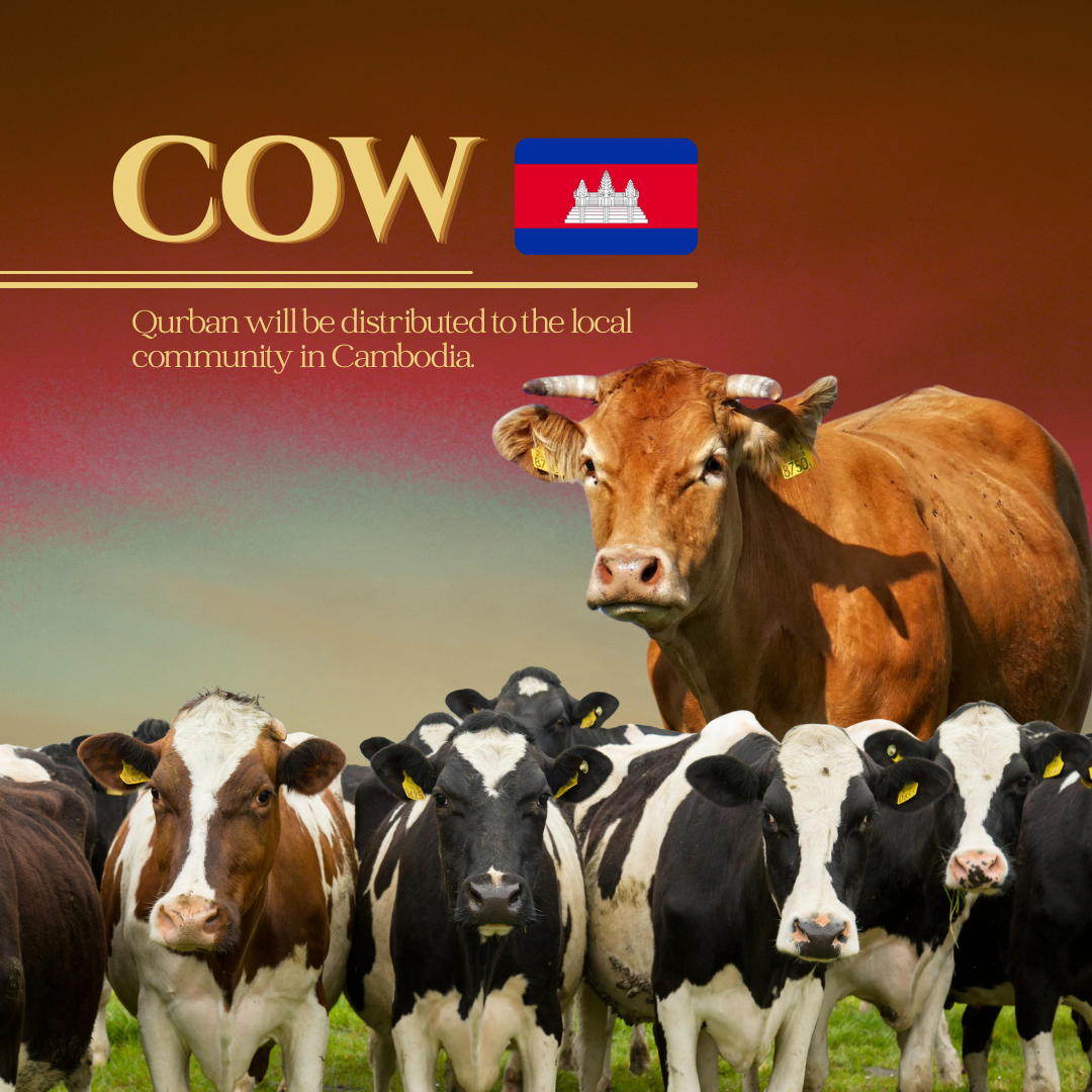 COW (CAMBODIA)