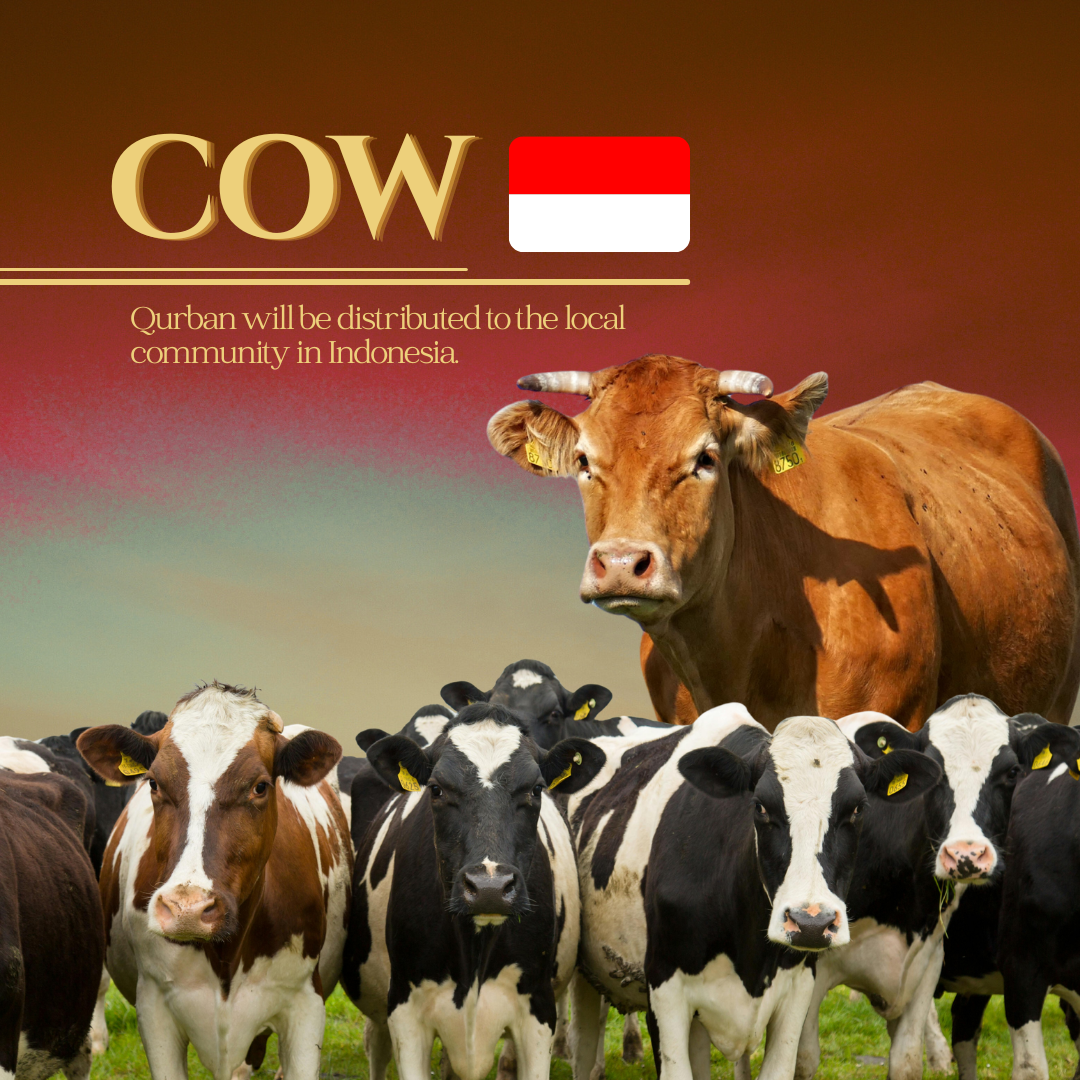 COW (INDONESIA)