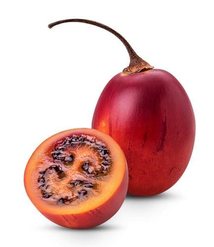 Tree Tomato 