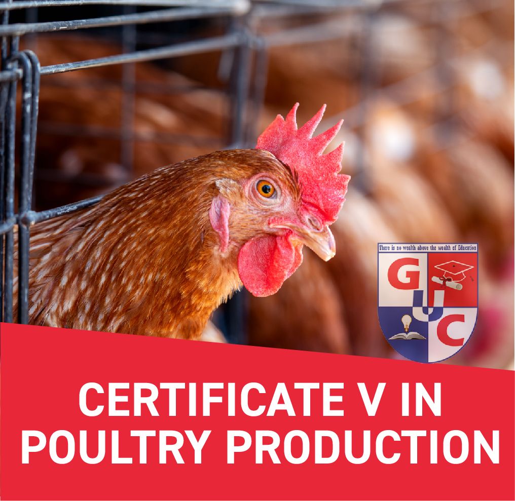 CERTIFICATE V IN POULTRY PRODUCTION