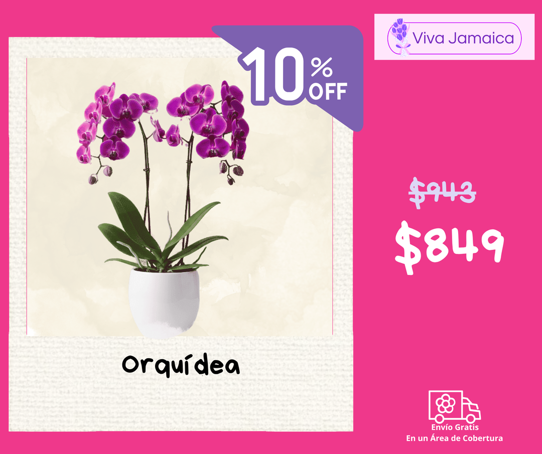 Orquídea