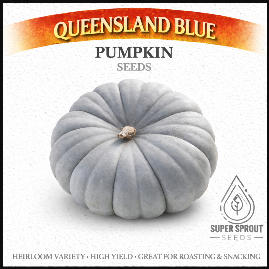 🎃QUEENSLAND BLUE🎃 x 10 seeds