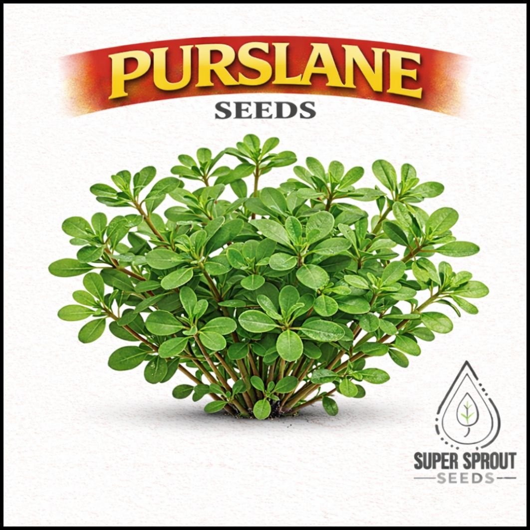 🌿PURSLANE🌿 x 100 seeds