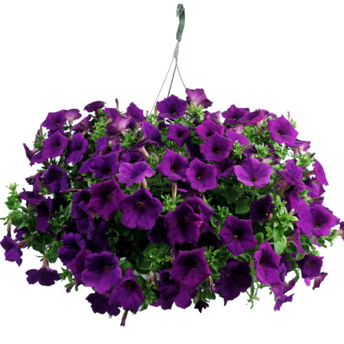 Petunias Basket 