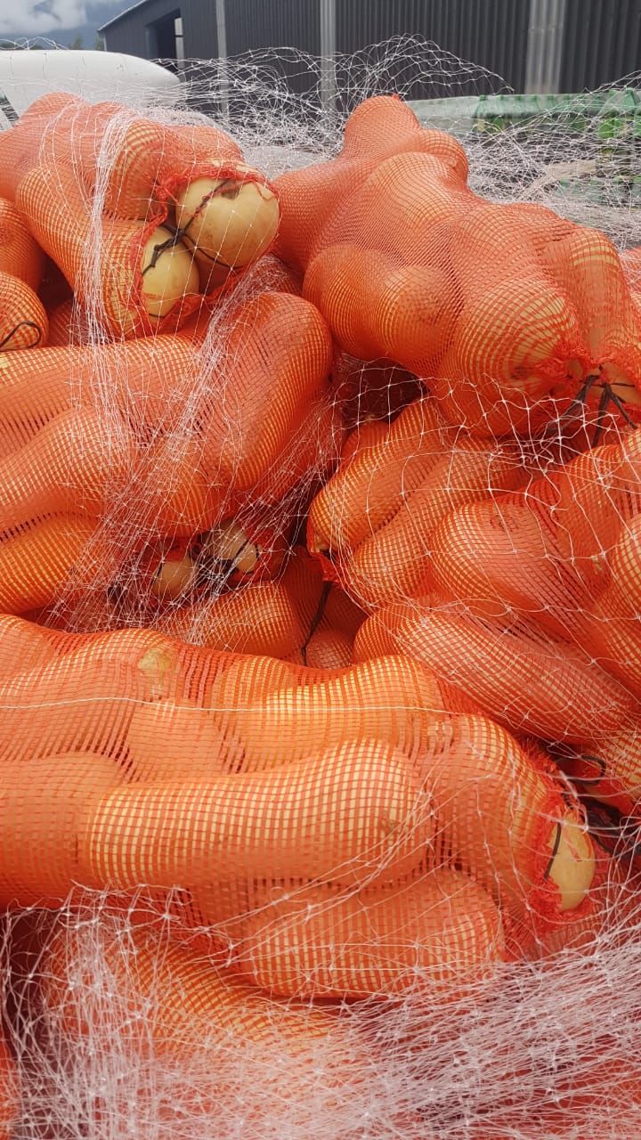 Butternut