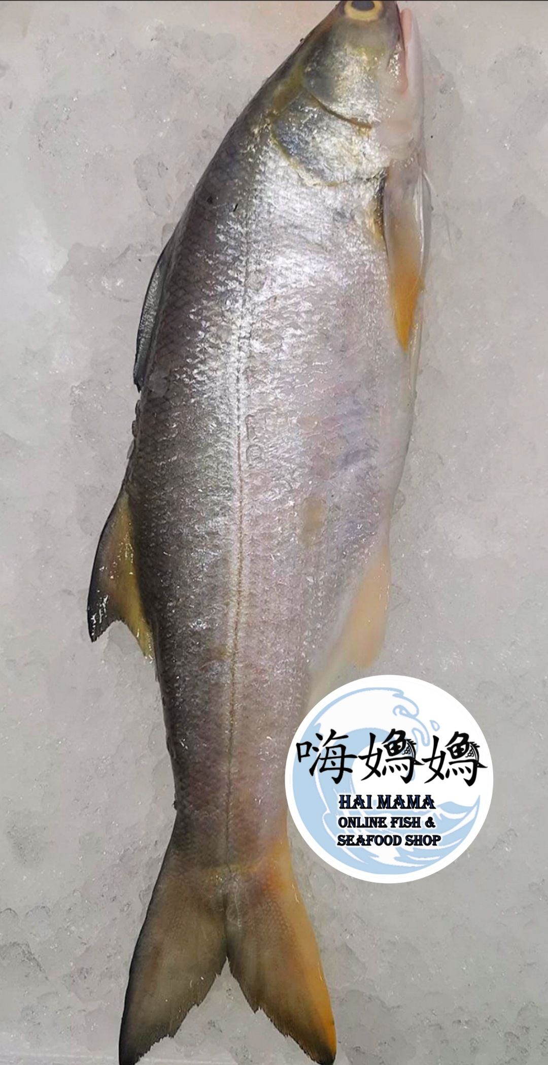 Kukup Threadfin 