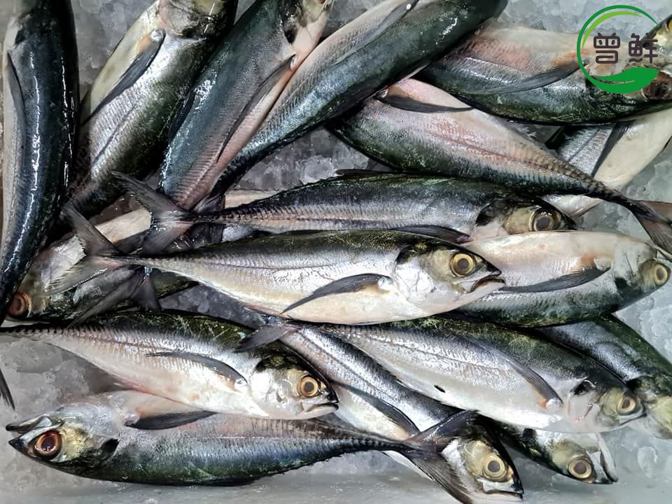 硬尾鱼 Hardtail Mackerel