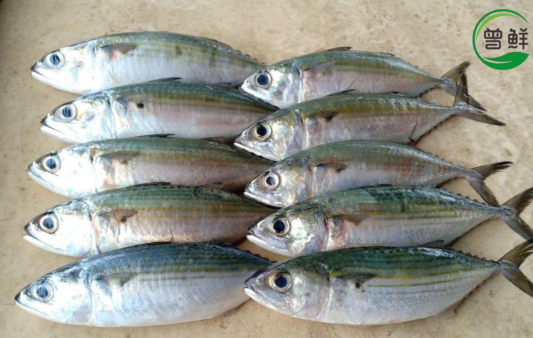 甘望鱼 Mabong Fish