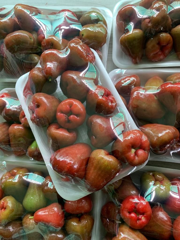 Jambu Air Lonceng Merah 
