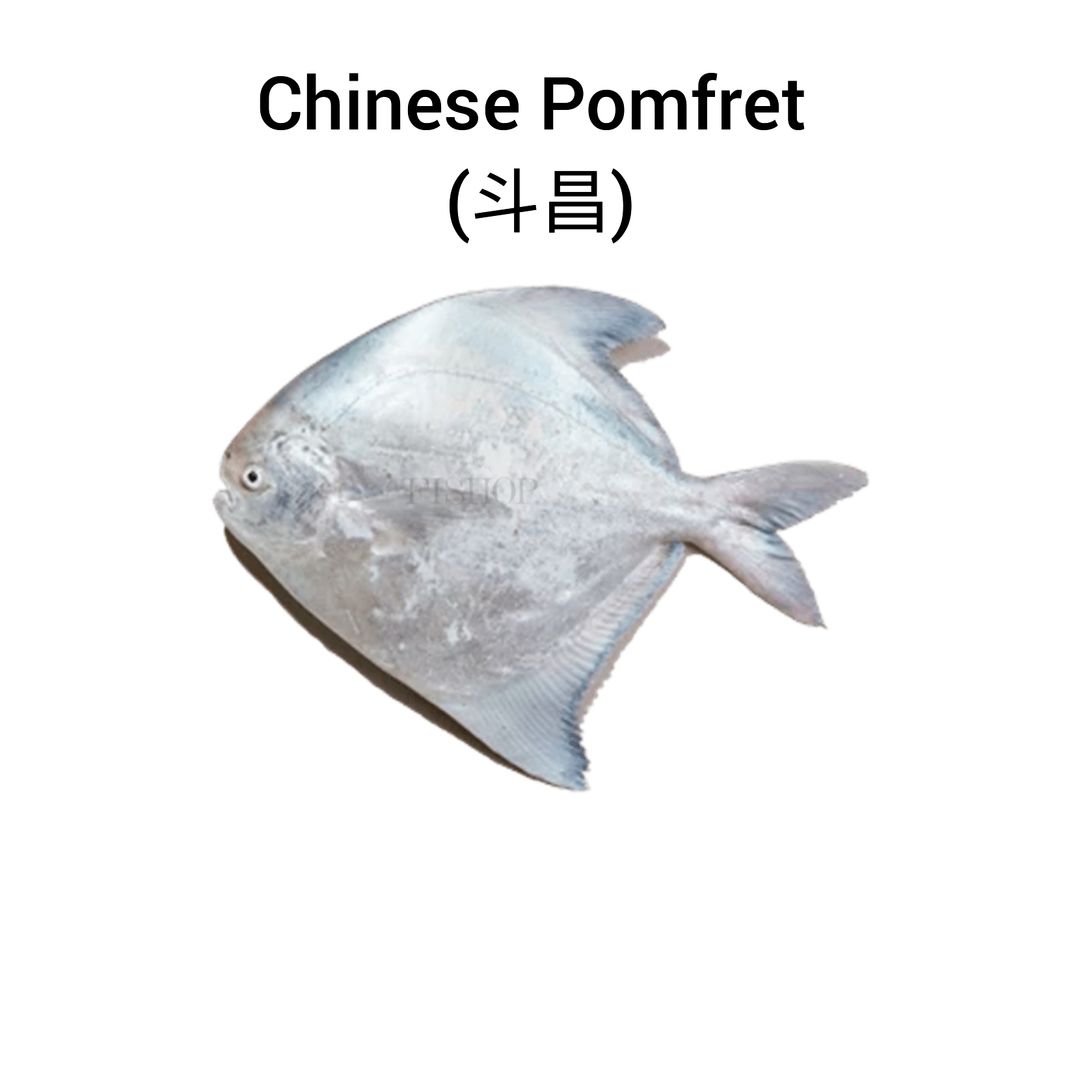 Chinese Pomfret (斗昌)