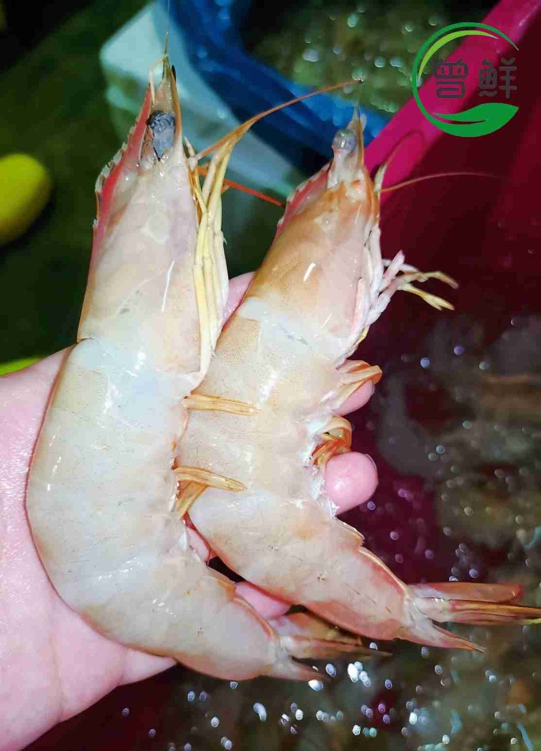 红脚虾 Ang Kar Prawn