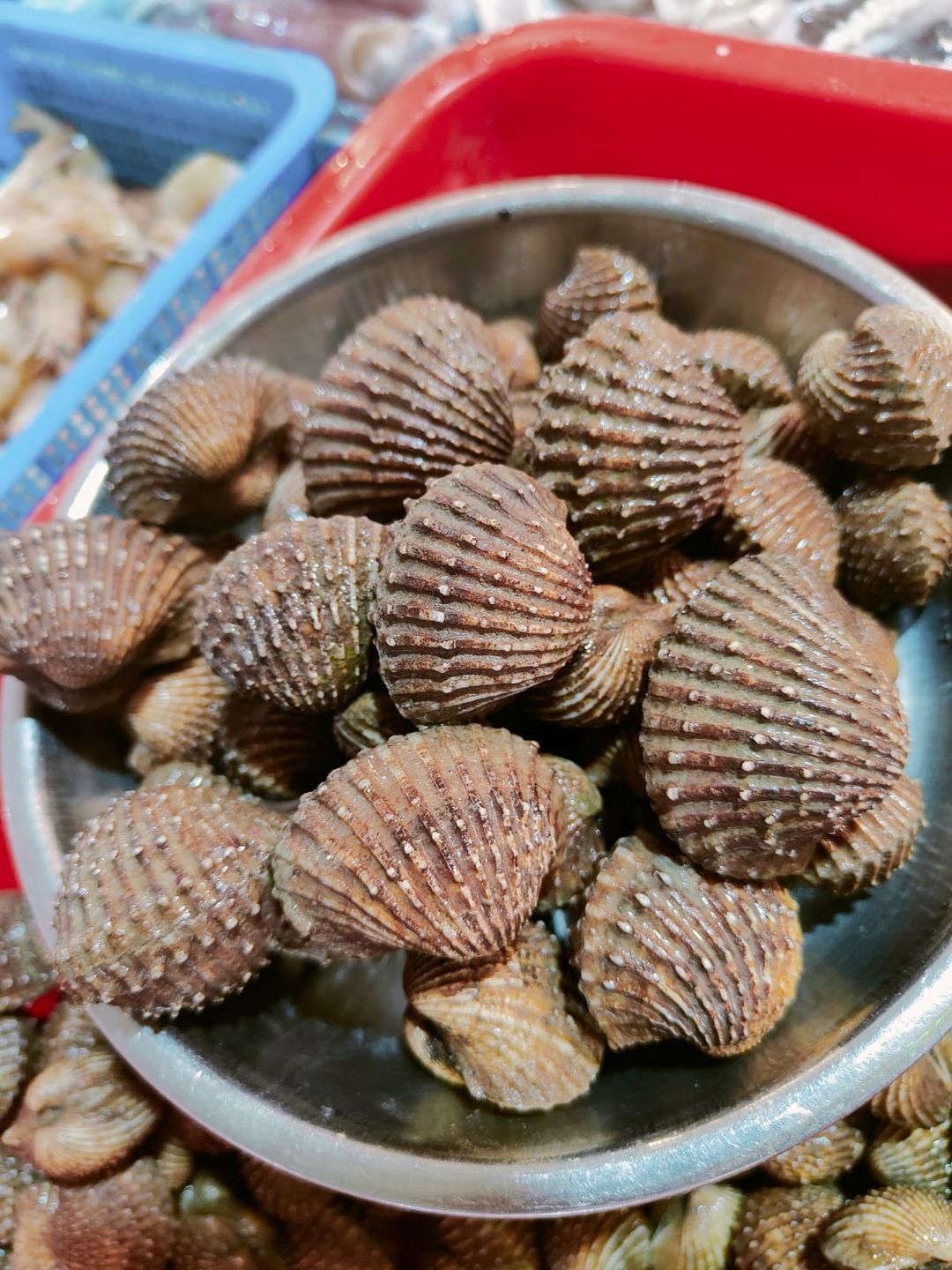 XL COCKLES