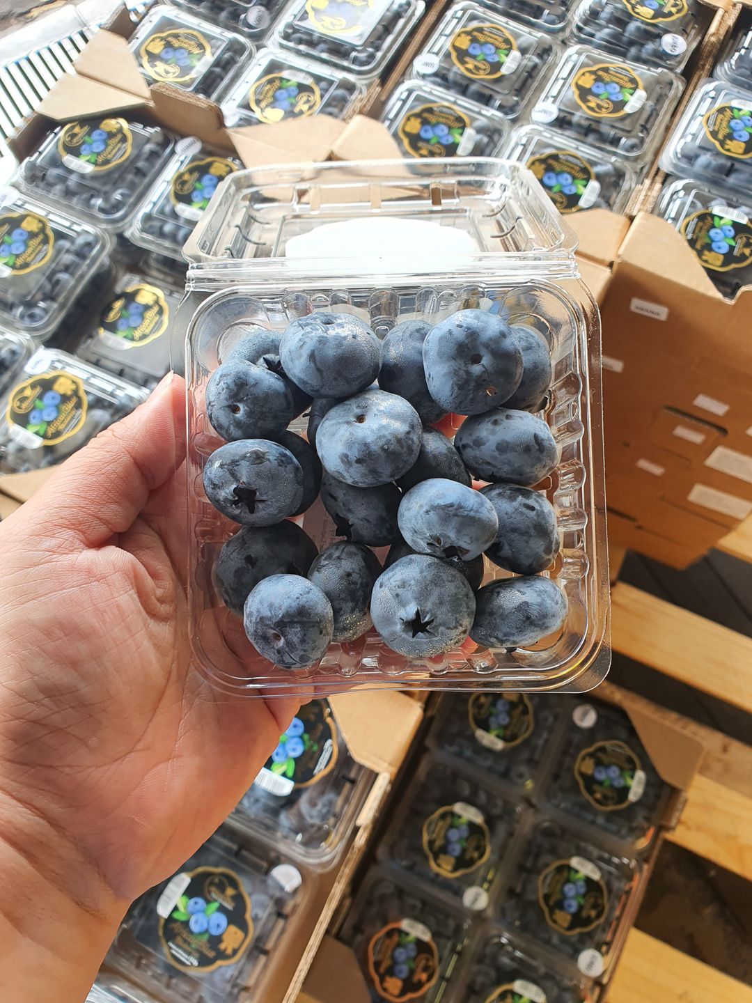  Jumbo Blueberry (125g)