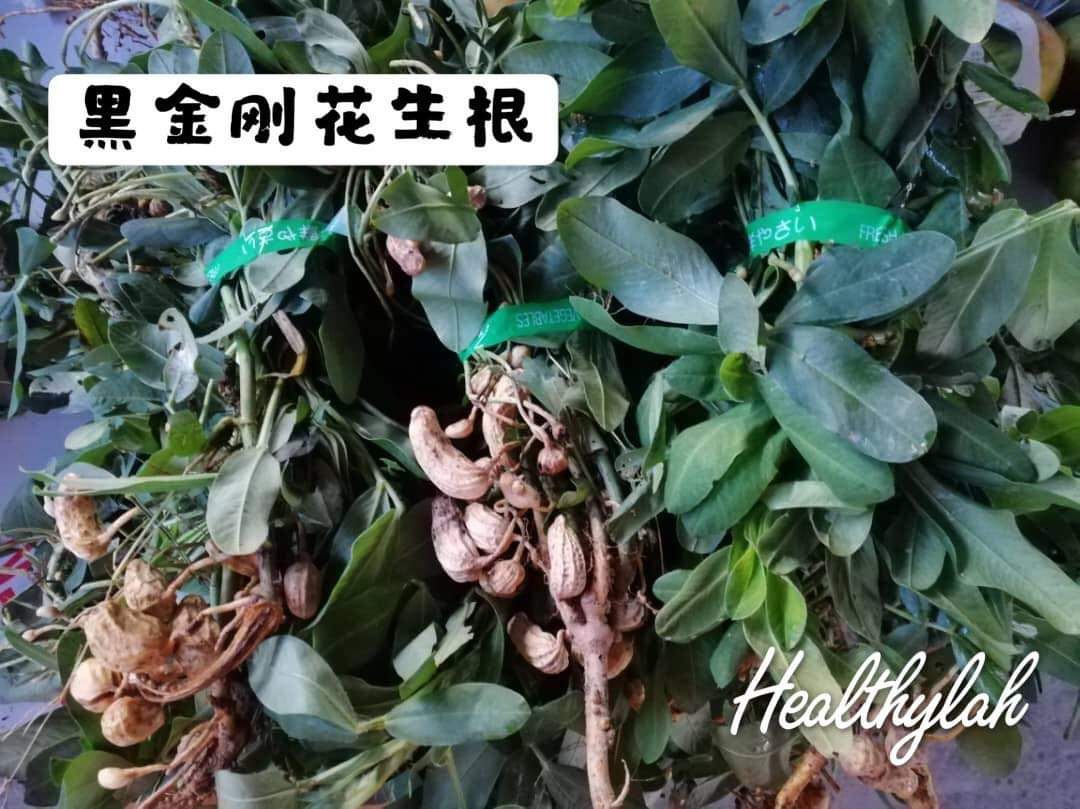 PEANUT ROOTS / AKAR KACANG 花生根