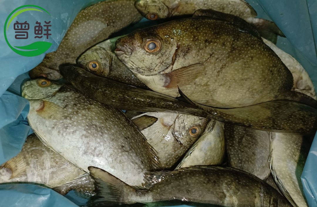 发财鱼/白肚鱼 Rabbitfish