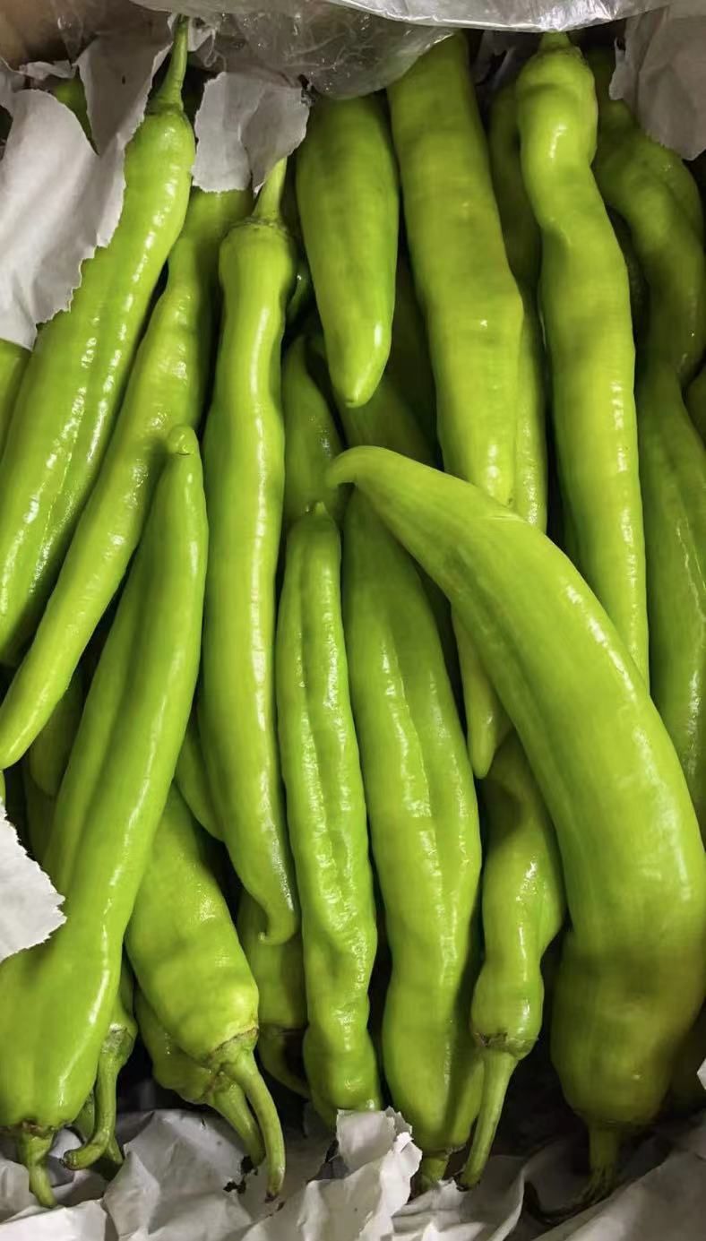 🌶羊角椒 -$7/1kg