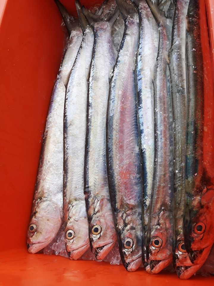 西刀鱼 Wolf Herring