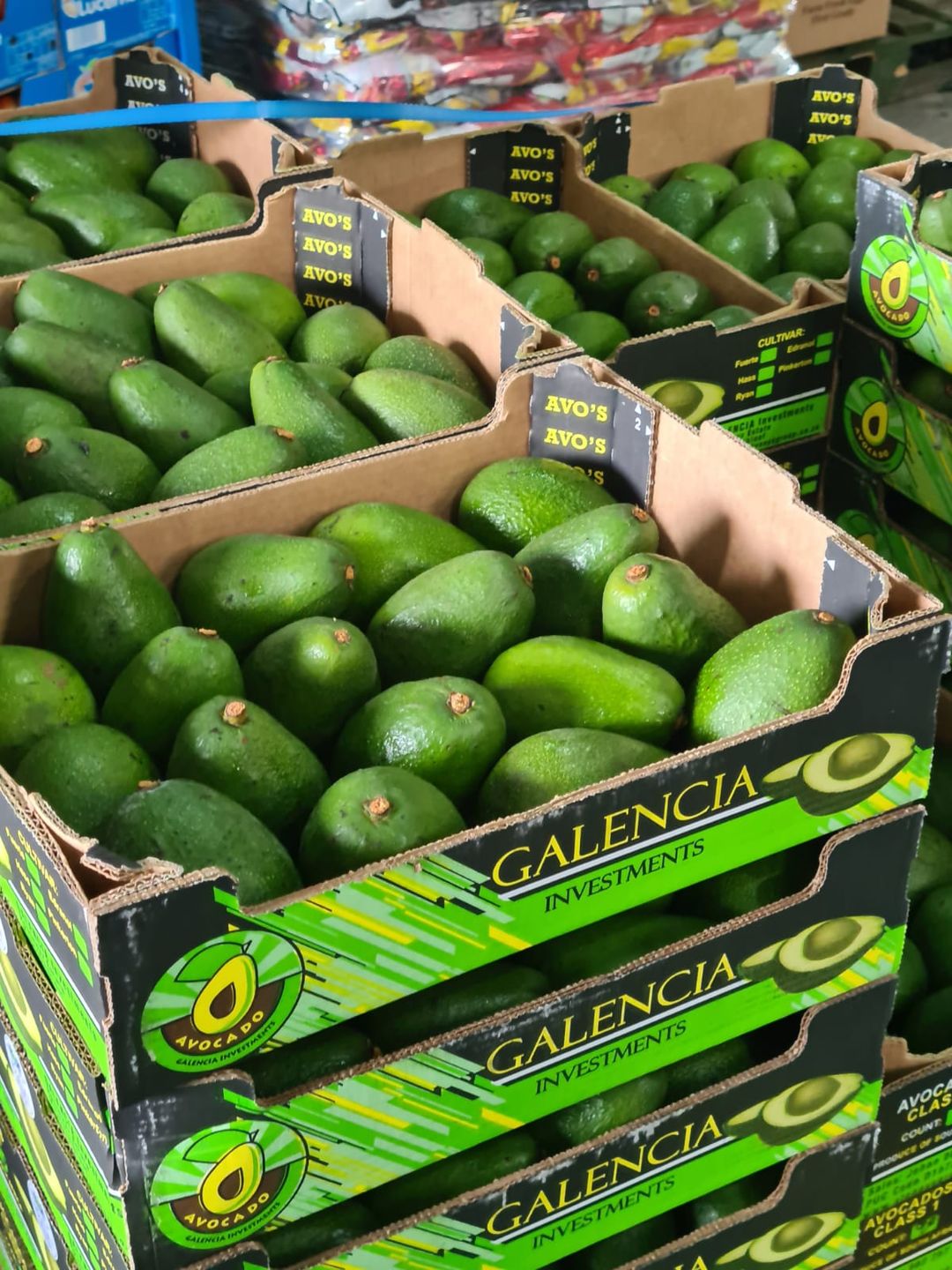 2kg Avocado