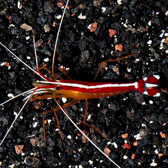 Skunk Cleaner Shrimp