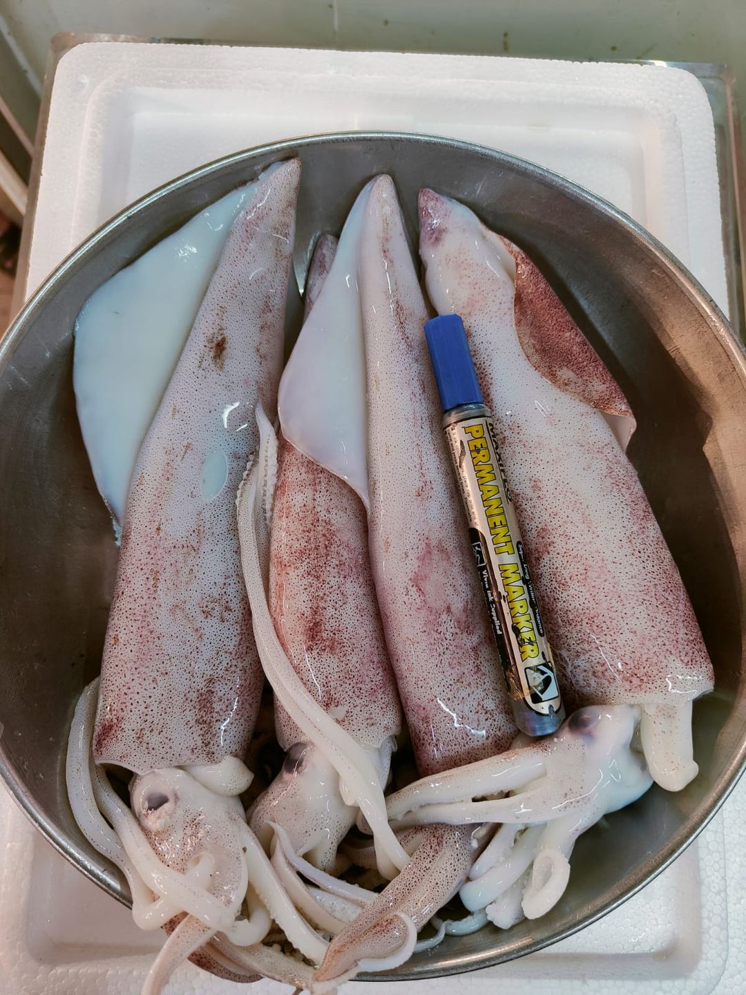 MSIA THICK MEAT SQUID