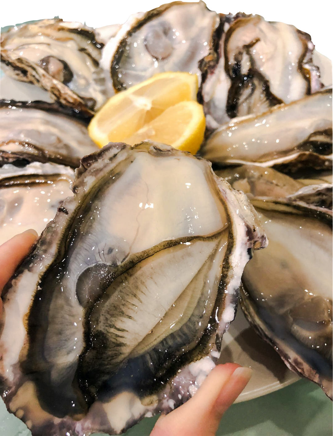 Murotsu Oysters (1 dozen)