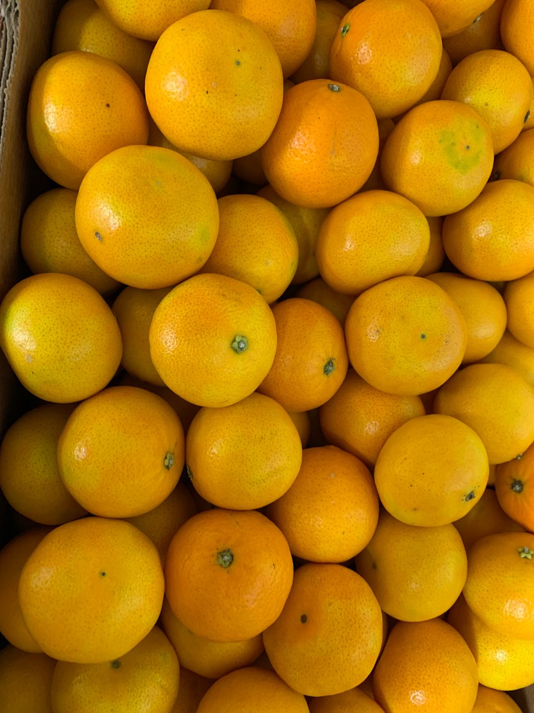 Nova mini mandarins seedless from South African R