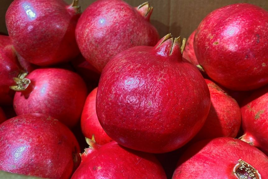 Eygpt pomegranate 