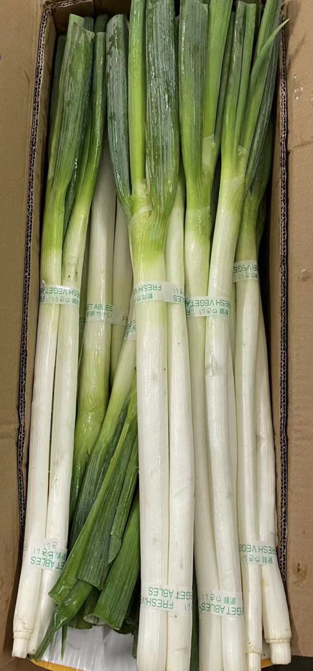 新鲜北葱 -$5/3把