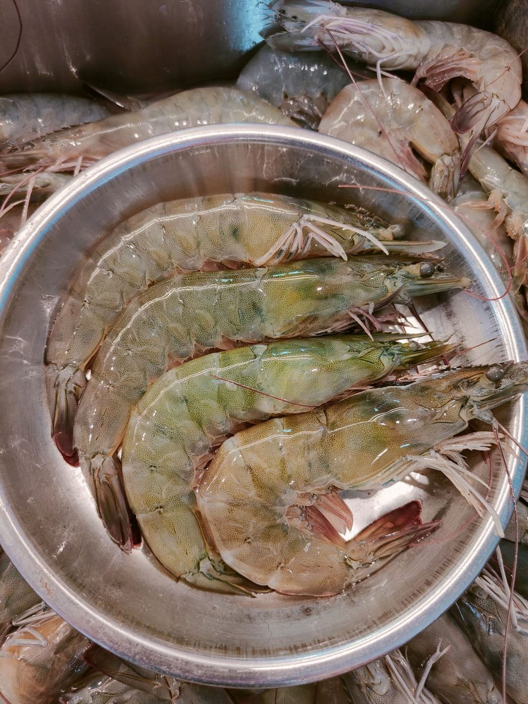 XL LIVE PRAWN 活蝦