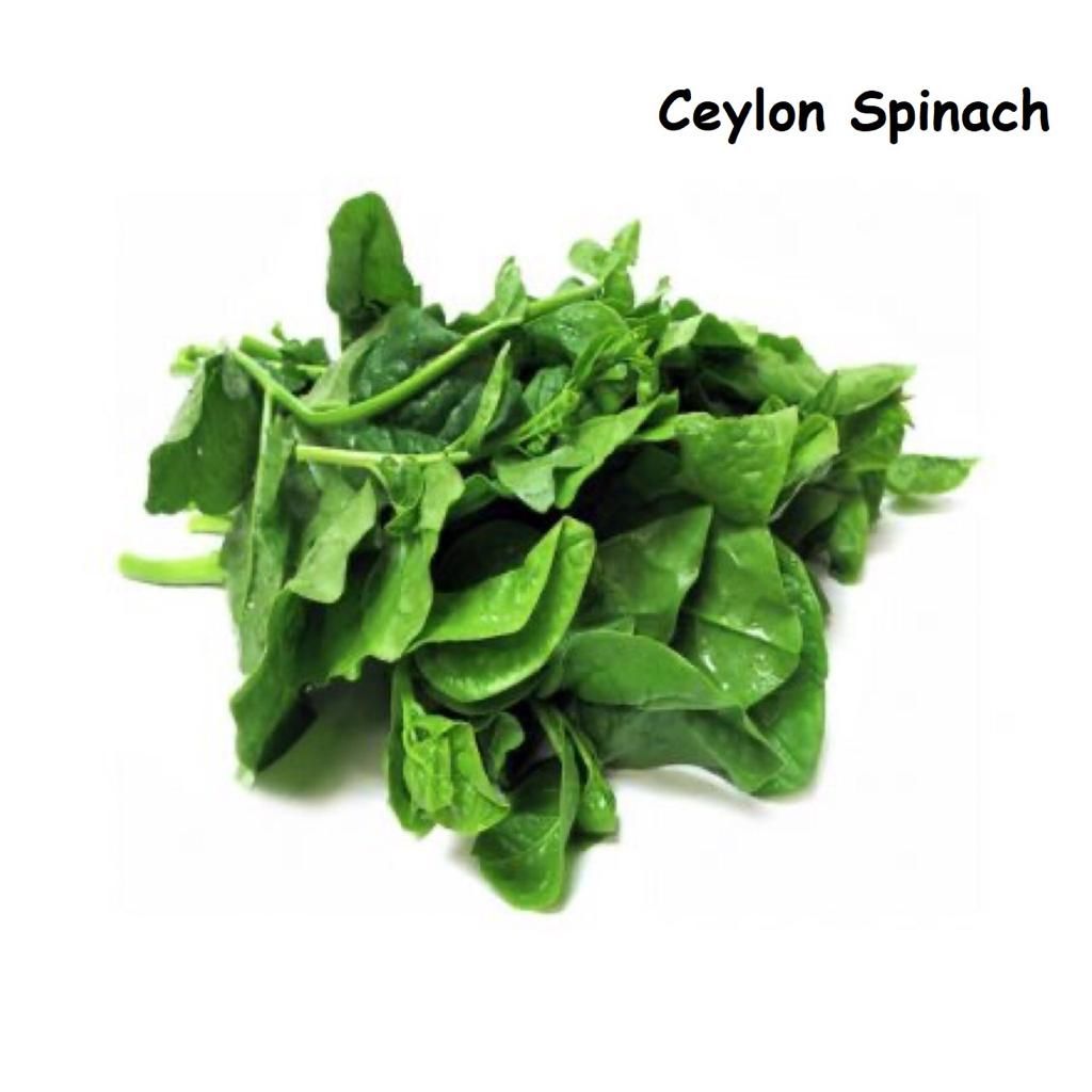 Ceylon Spinach 帝皇苗