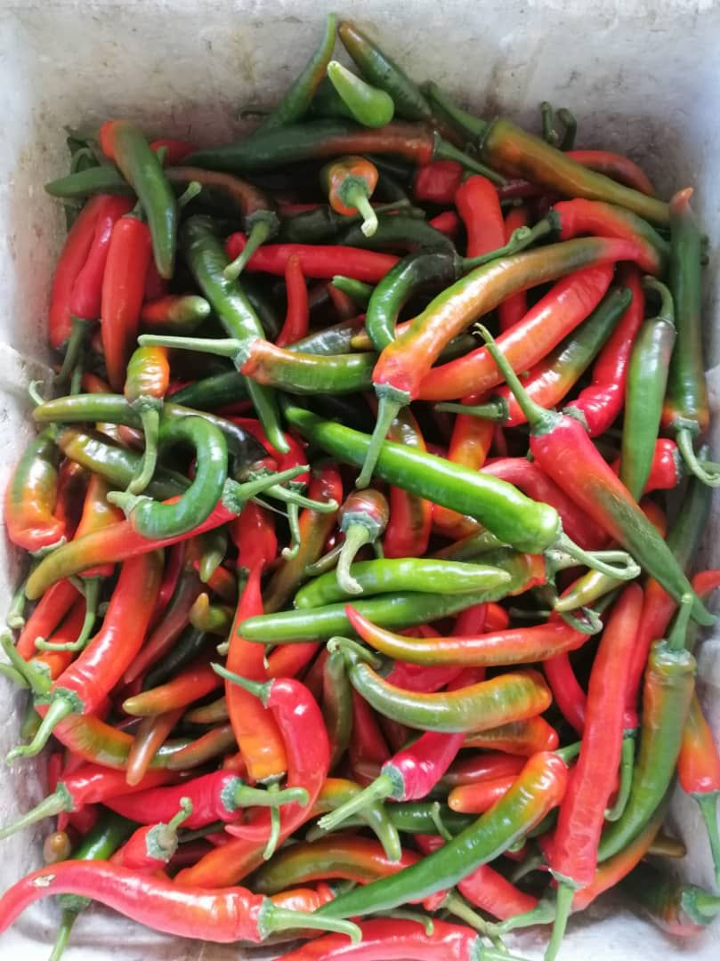CILI 辣椒