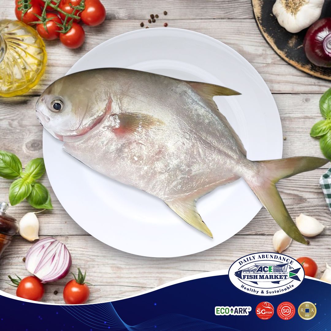 Fresh Frozen Golden Pomfret (400g-600g) - ACE®️ SG-Fish™️ 100% SINGAPORE PRODUCED