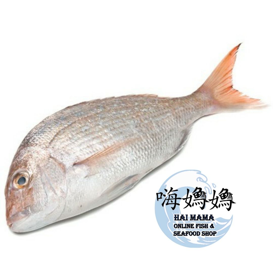 Whole Large Sea Bream/White Snapper /Ang Go Li/红哥力)